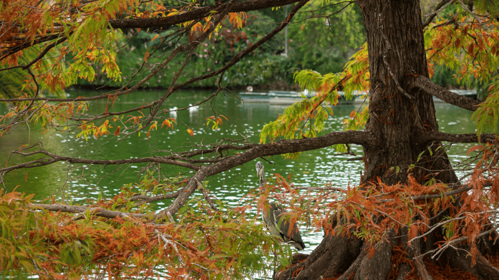 Ciutadella Park Autumn Barcelona