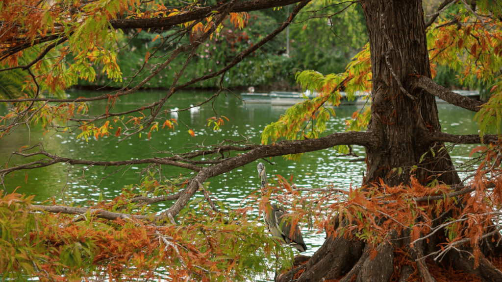 Parc de la Ciutadella Barcelone 