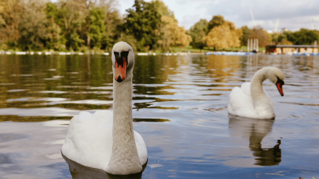 Promenade d'automne à Hyde Park, Londres